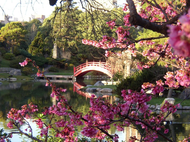 cerezos en flor jardin japones