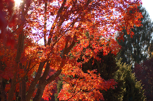 Japanese Maple Acer palmatum Autumn Tree 3008px