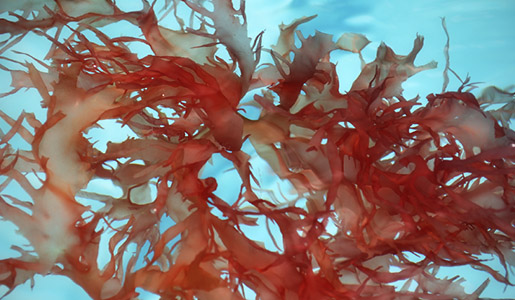 Tratamiento Facial Wakai, con activos de algas rojas, placton marino y células madre biológicas