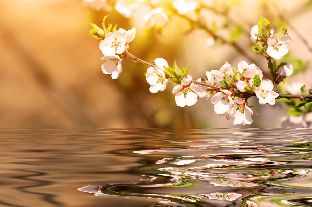 Consejos de la Primavera según la Medicina China